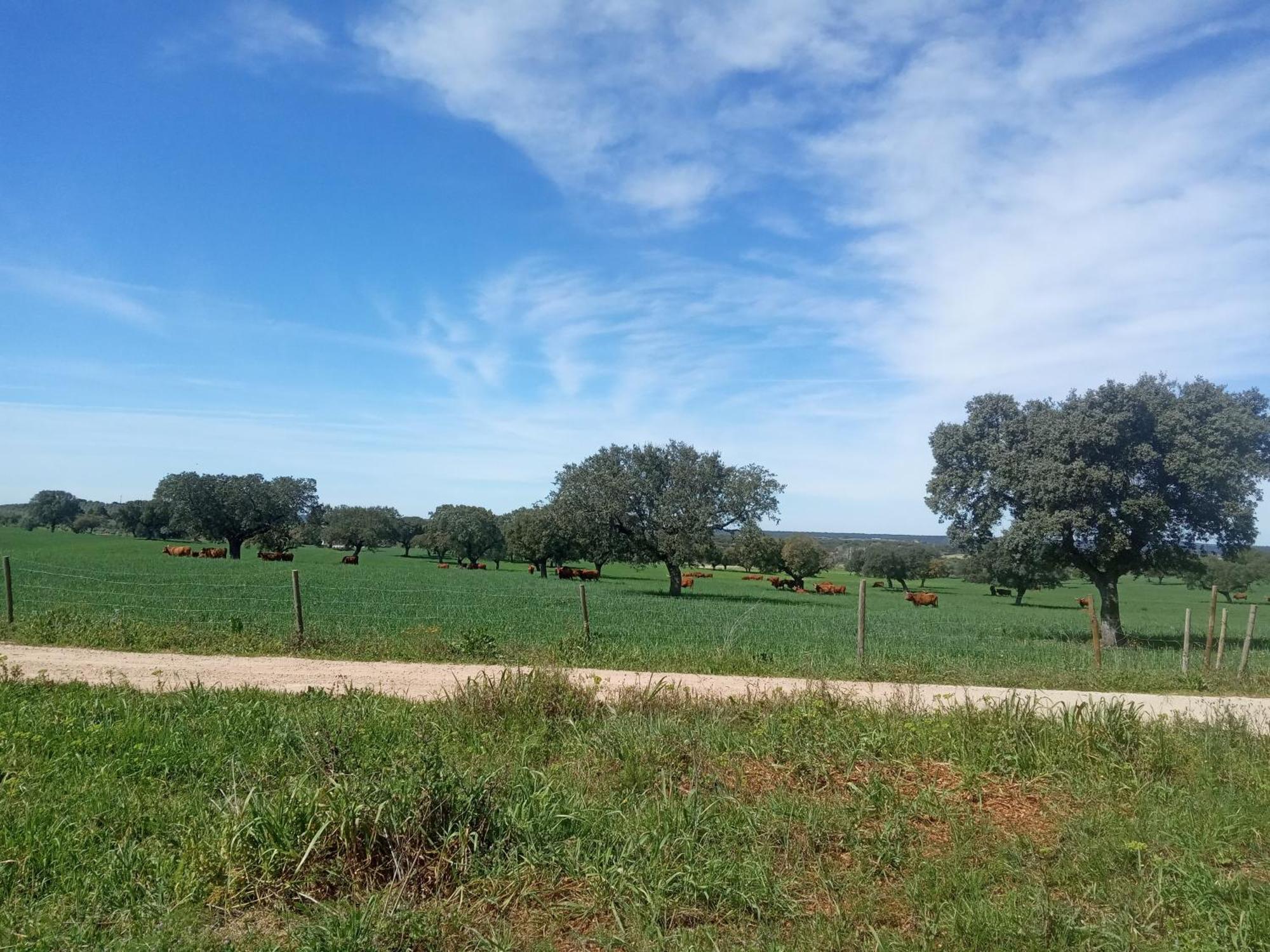 Monte Da Samarra Villa Aviz Buitenkant foto
