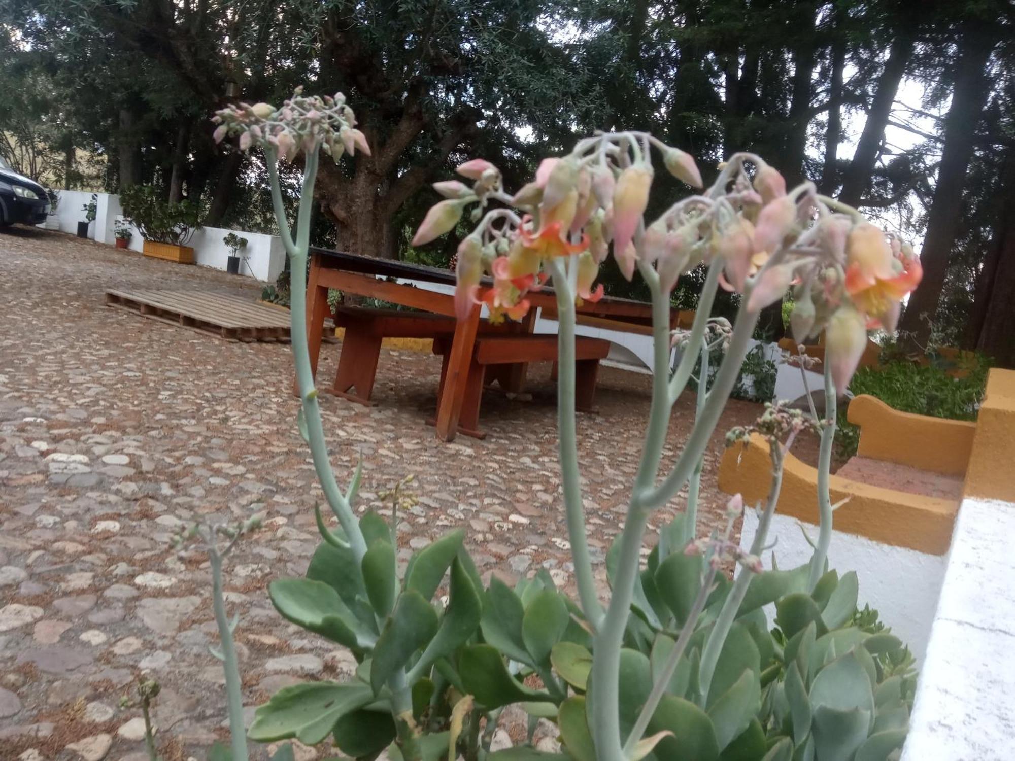 Monte Da Samarra Villa Aviz Buitenkant foto